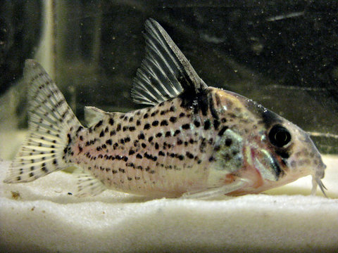 corydoras-sp-4.jpg