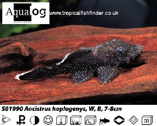 hoplogenys or dolichopterus?