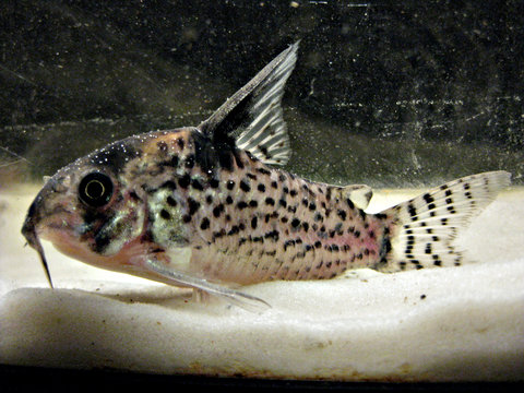 corydoras-sp-6.jpg