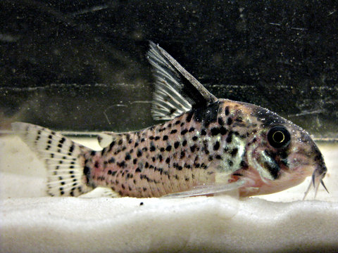 corydoras-sp-7.jpg