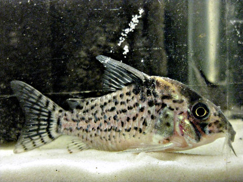 corydoras-sp-9.jpg