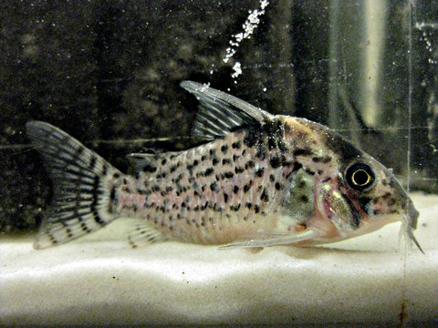 corydoras-sp-8.jpg