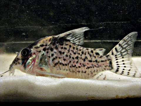 corydoras-sp-10.jpg