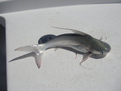 IMGP0339 Gaftopsal Catfish.JPG