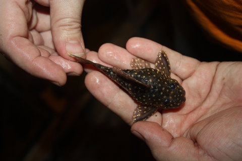 Fish 1