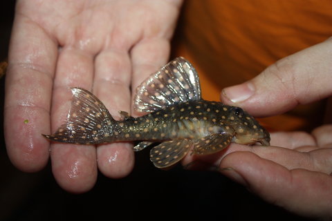 Fish 1