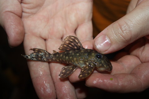 Fish 2