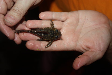 Fish 2