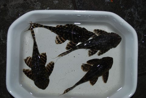 4 of them together
