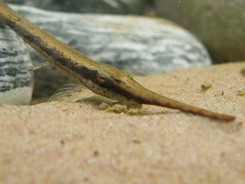 Head shot of suspected female