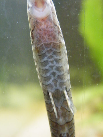 Belly scutes of suspected female