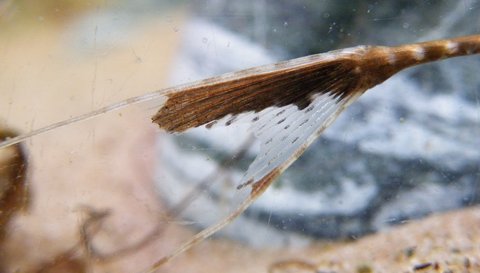 Tail shot of suspected female