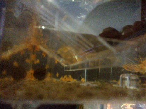 Nearly all hatched