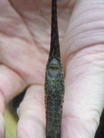Nose and scutes of New no. 1
