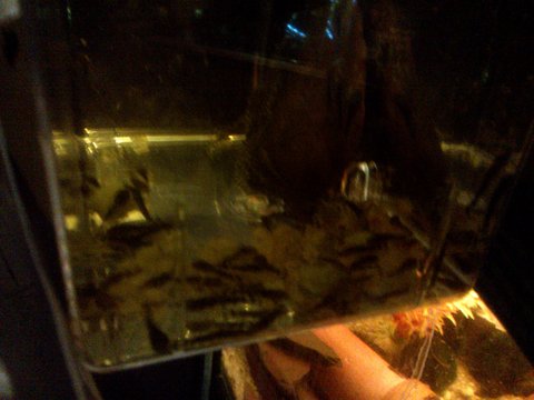 breeding box