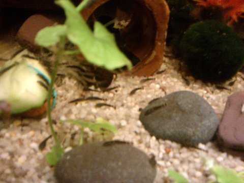 more munching