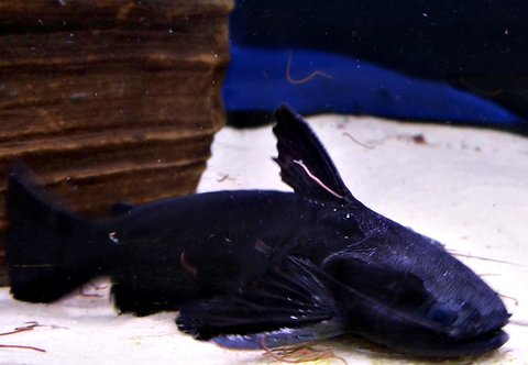 Trachycorystes trachycorystes5.jpg