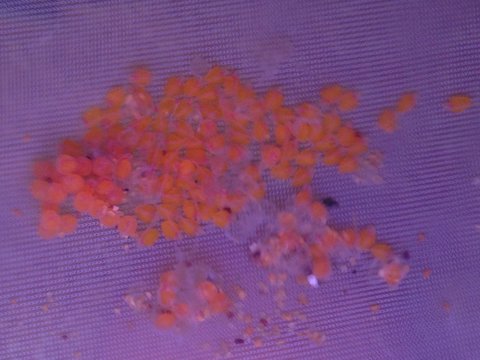 Sunday 9th afternoon. Hatching well