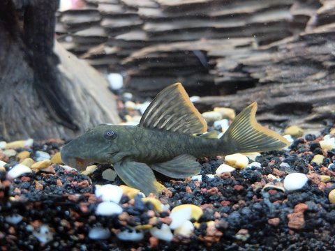 pleco 114.jpg