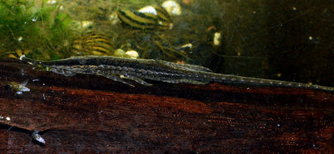 long skinny 3 scutes.jpg