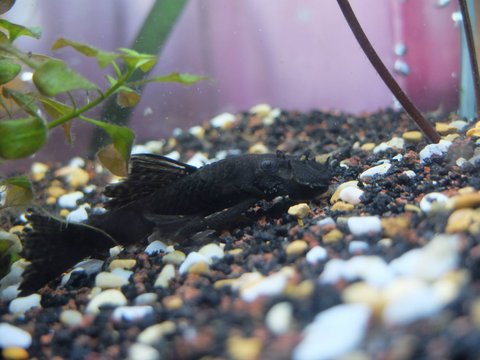 bushy nose pleco.jpg