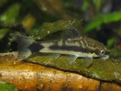 male
