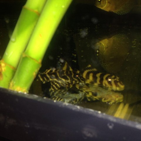 Pleco 3.JPG