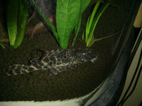 10cm Pleco