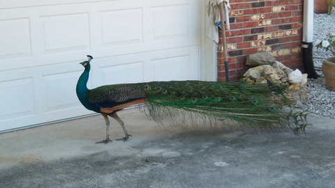 Peacock 17.JPG