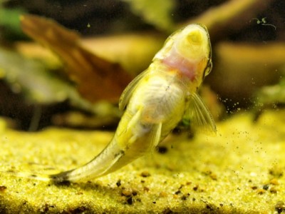 female