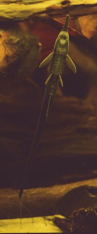 twig_belly_dark.jpg