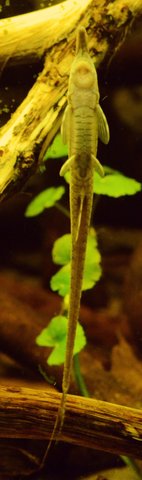 twig_belly_light_M1.jpg