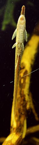 twig_belly_light_M2.jpg