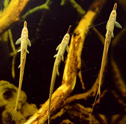 3_twigs.jpg