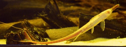 light_twig_tail.jpg