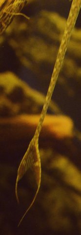 light_twig_tail_2.jpg