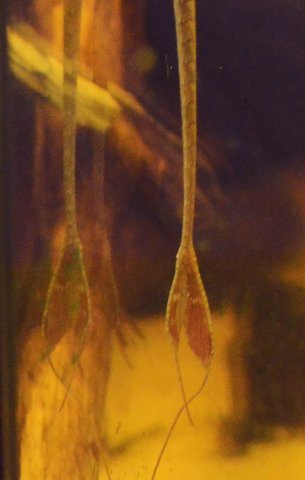 light_twig_tail_3.jpg