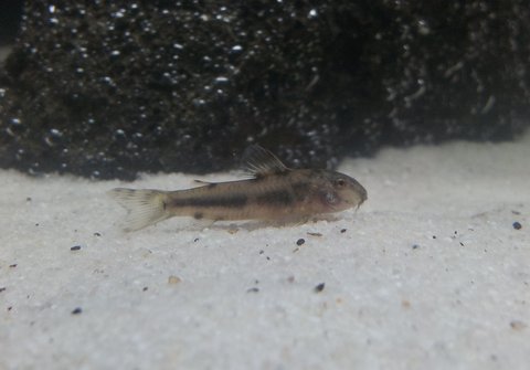 Aspidoras 5.jpg