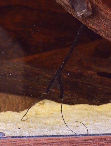 and_thereby_hangs_a_tail.jpg