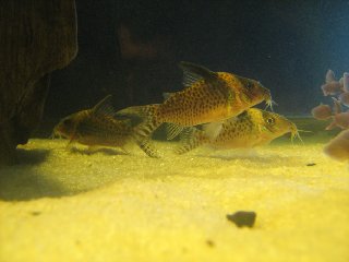The one in the back left I assume is a male and has turned a darker color today.