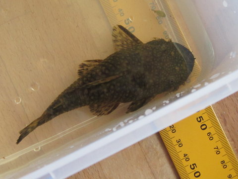 2014 08 31 Ancistrus m 126.JPG