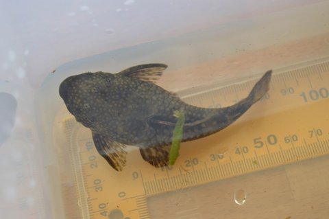 Resize of 2014 08 31 Ancistrus f 136.JPG