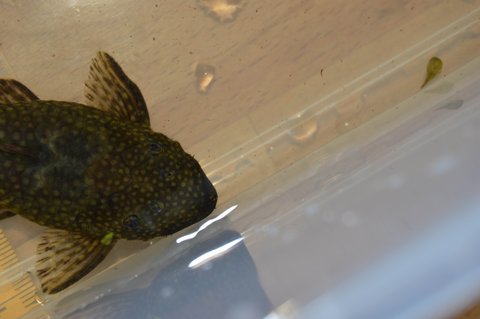 Resize of 2014 08 31 Ancistrus f 138.JPG