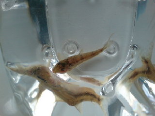 top view