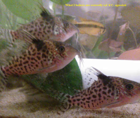 What I believe actually are C. agassizii