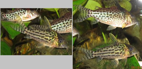 Left: mystery Cory; Right: mystery Cory (below) and agassizii (above)