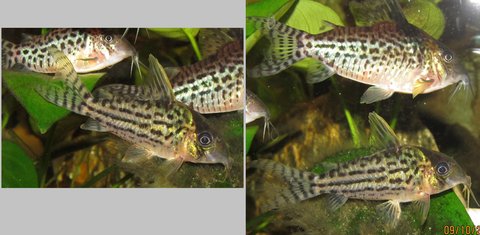 Left: mystery Cory; Right: mystery Cory (below) and agassizii (above)