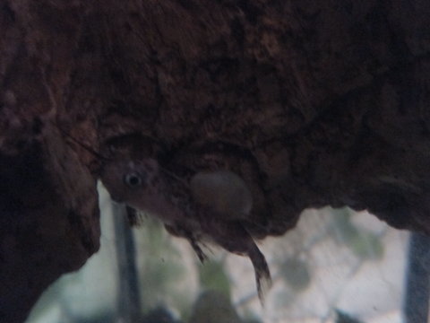 picture of sick fish