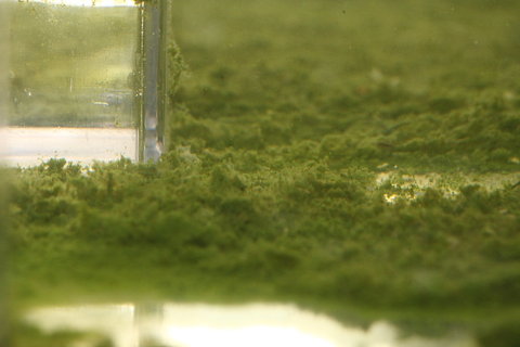 brutkasten_3_mit_Chlorella.JPG