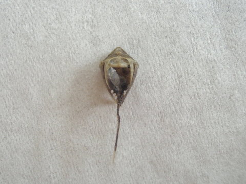 10G13581FRM coracoids.jpg